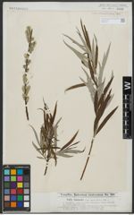 Foto von Salix viminalis L.
